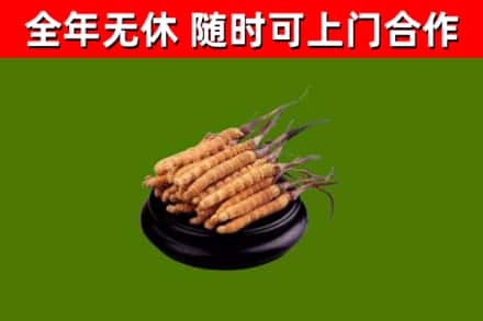 金沙县回收散虫草